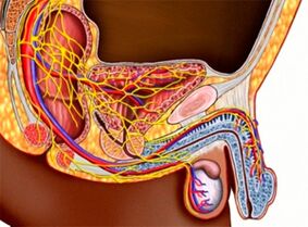 a estrutura do sistema urogenital e a potencia masculina